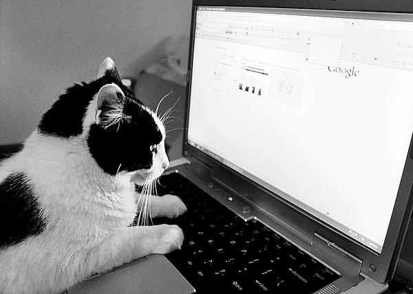 computer-cat-andrea-goebel.jpg