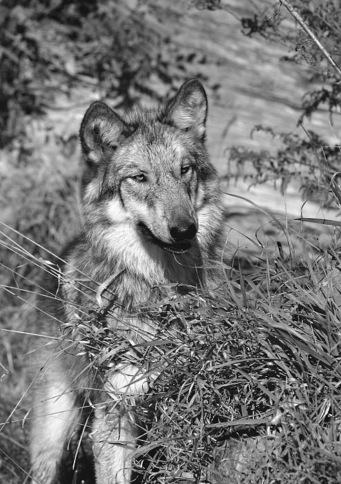 Black And White Wolf Pup. Curious Wolf Pup Photograph