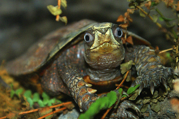 [Bild: cutest-tortoise-evaar-didi-higginbotham.jpg]