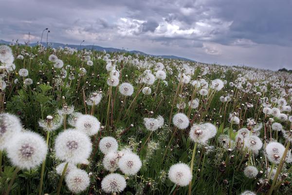 dandelion-field-floriana-barbu.jpg