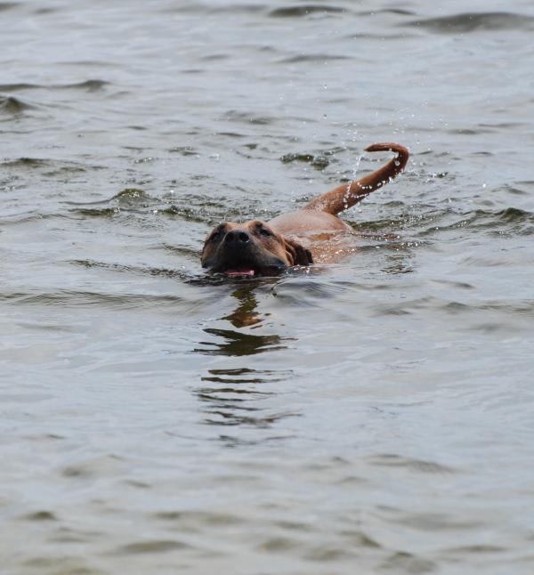 Smart Water Advert. a double ltrs ss water Clc