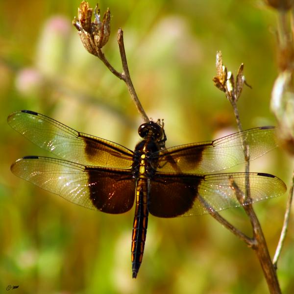 Dragon Fly Photograph - Dragon Fly Fine Art Print