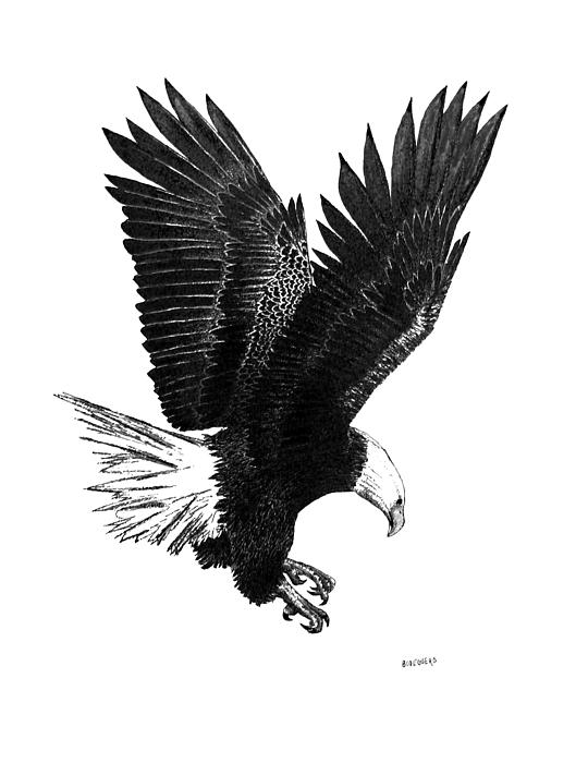 Black And White Eagle Pictures. Black And White Eagle Drawing.