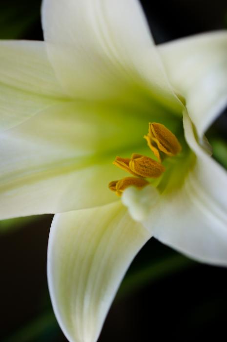 images of easter lilies. Easter Lily Color Photograph