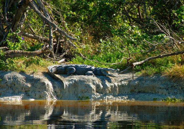  I highly recommend a trip to the Florida Everglades. Crocodiles; Deer 