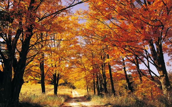 Fall Trees and Lane Photograph - Fall Trees and Lane Fine Art Print Fall Trees and Lane Photograph - Fall Trees and Lane Fine Art Print