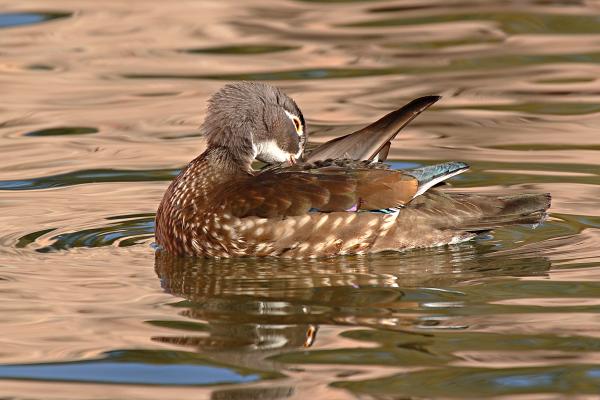 wood duck. Female Wood Duck Preening On