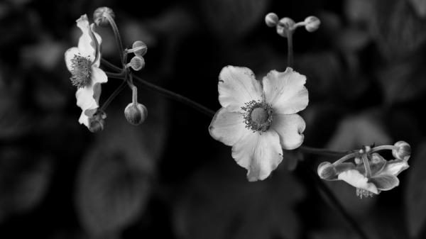 black and white photography flowers. Flowers in Black and White