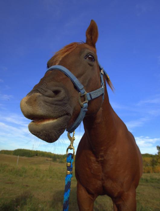 funny horse. Funny horse Photograph - Funny