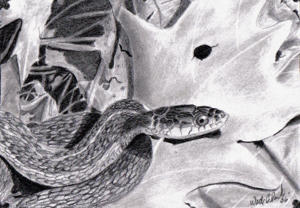 snakes drawing