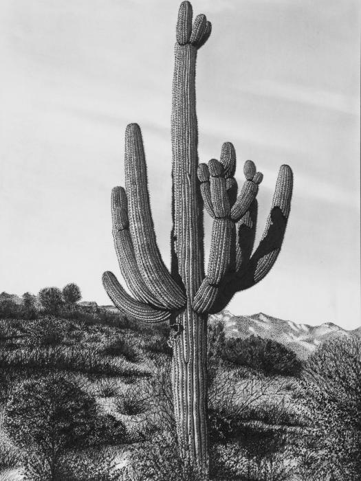cactus drawings, desert