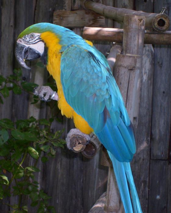 Blue+macaws+pictures