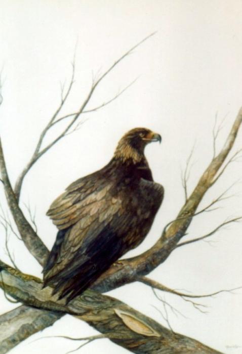 golden eagle. Golden Eagle Painting - Golden
