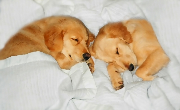 golden retriever puppies sleeping. Golden Retriever Sleeping