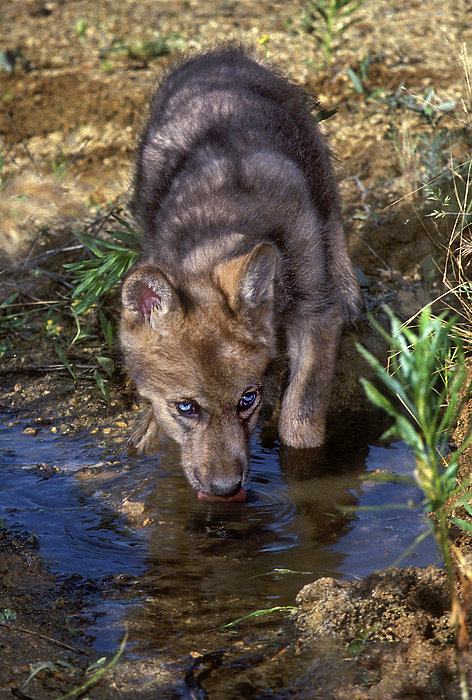 Gray Wolf Pup Endangered