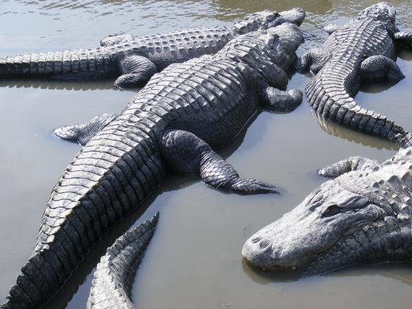 hanging-out--alligators-north-myrtle-beach-elena-tudor.jpg
