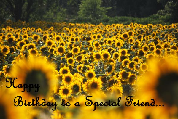 Happy Birthday - Special Friend Sunflowers Greeting Card by Michelle 