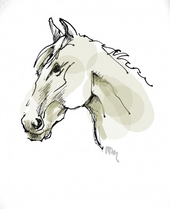 horse head sketch. Head Sketch Drawing - Head