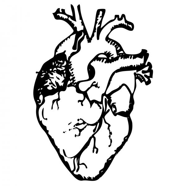 human heart drawing. Heart Drawing - Heart Fine Art