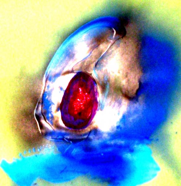Bruce Combs - Heirloom Ruby Ring Painting  - Heirloom Ruby Ring Fine Art Print