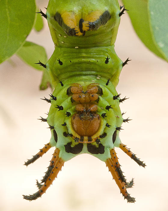 Single horned caterpillar