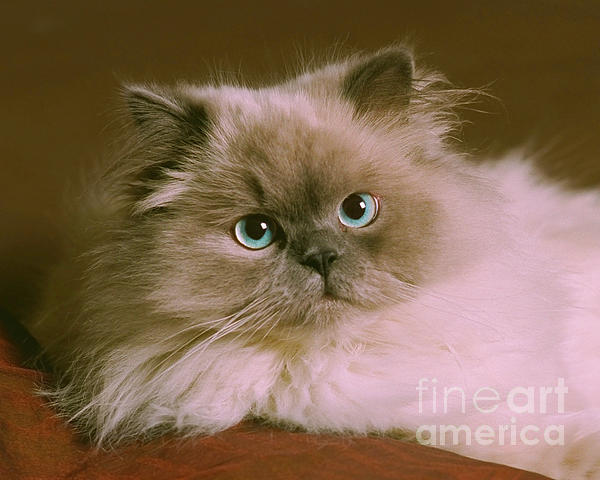 Himalayan+cat+in+jar