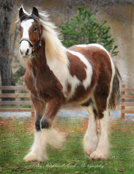 A Colt Horse