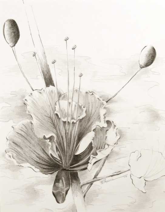 flower pencil drawing flower