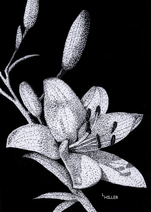 Jacquis Lily Drawing - Jacquis Lily Fine Art Print Jacquis Lily Drawing - Jacquis Lily Fine Art Print
