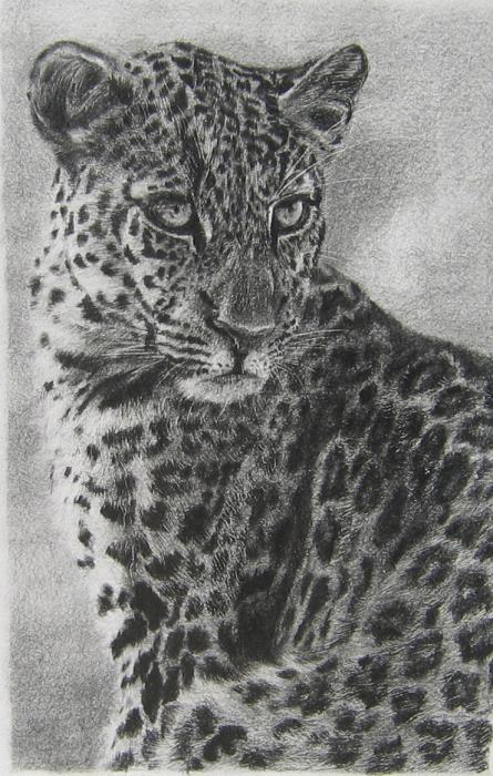 jaguar animal drawing