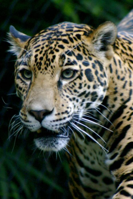 jaguar animal pictures. Jaguar Photograph - Jaguar