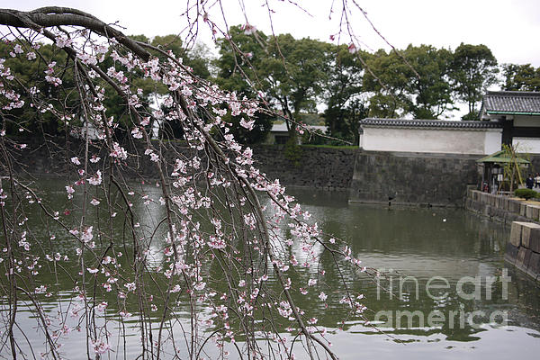 cherry tree blossom japan. Japan Cherry Tree Blossom Photograph - Japan Cherry Tree Blossom Fine Art Print