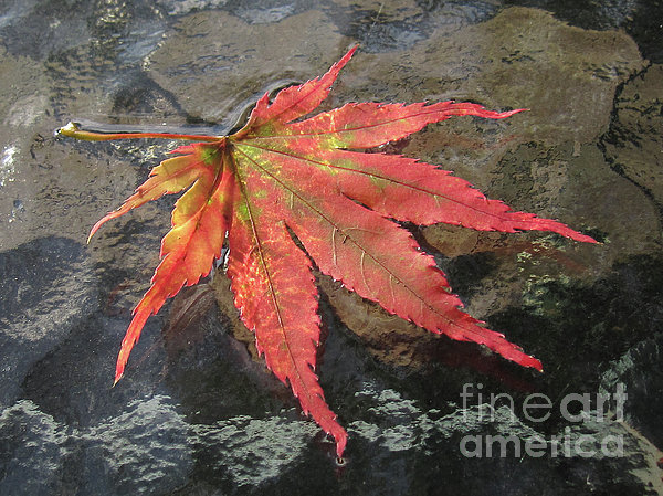 japanese maple leaf. Japanese Maple Leaf Photograph