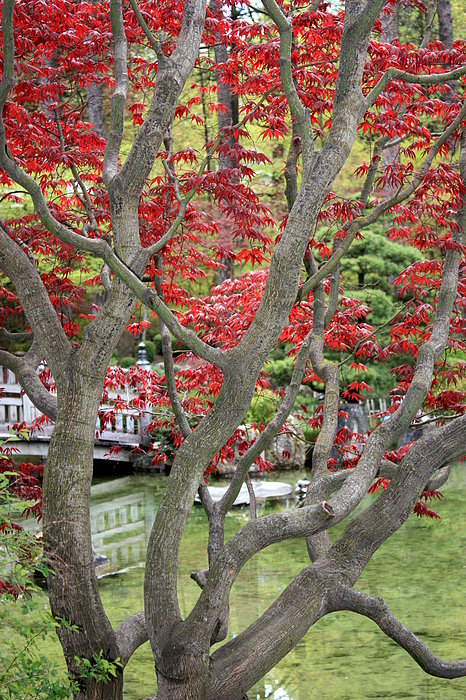 japanese maple tattoo. hot japanese maple leaves tattoo. japanese maple tattoo. japanese maple tree