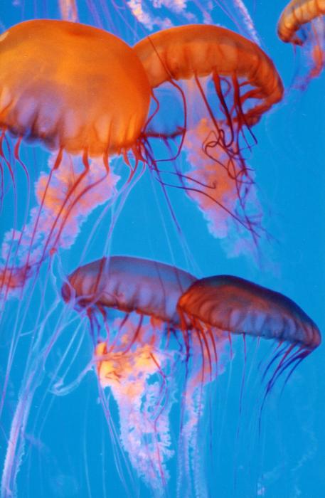 Jellyfish Poetry in Motion Photograph by Patricia Maxwell