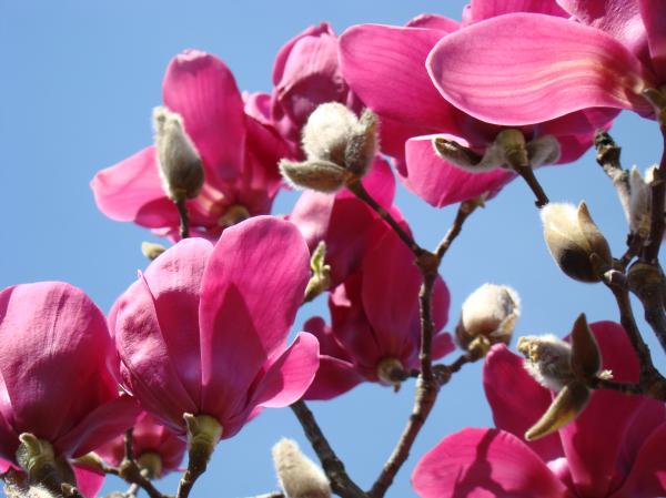 magnolia tree. 46 Blue Sky Magnolia Tree