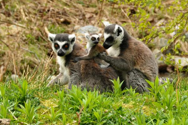 Lemur+love