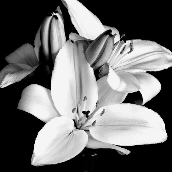 black and white art. lilly flowers photos