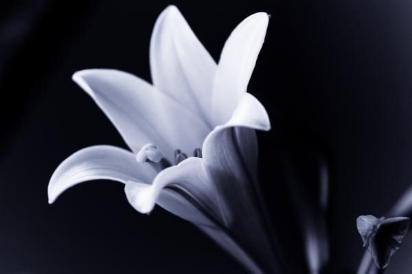 Lily in Black and White Photograph - Lily in Black and White Fine Art Print