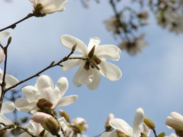 magnolia tree tattoo. pictures magnolia flowers