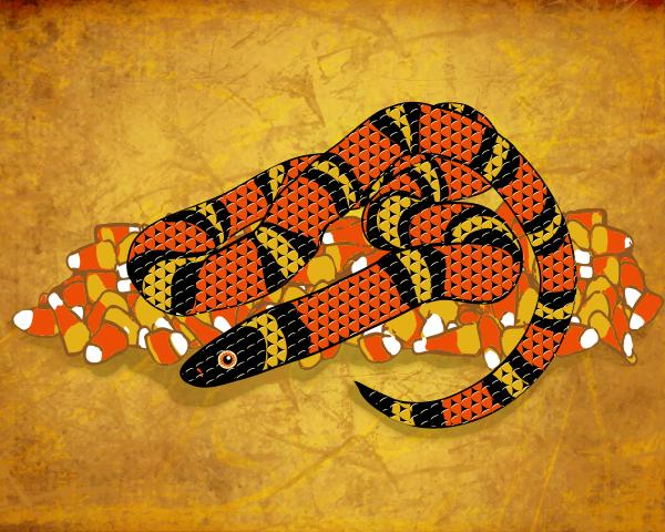 candy corn snake. Mexican Candy Corn Snake