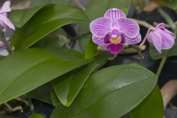 mini orchid