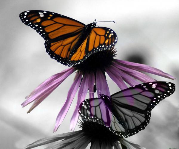 pics of butterflies. Monarch Butterflies Photograph