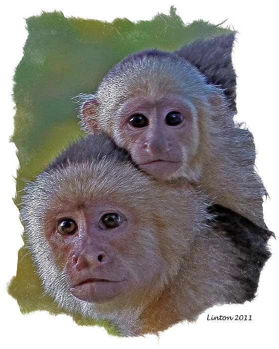 white-fronted capuchin monkeys white-fronted capuchin monkeys