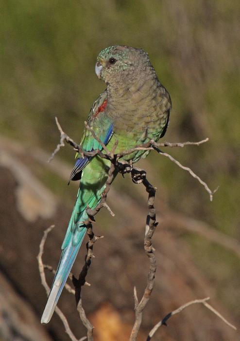 mulga-parrot-female-tony-brown.jpg