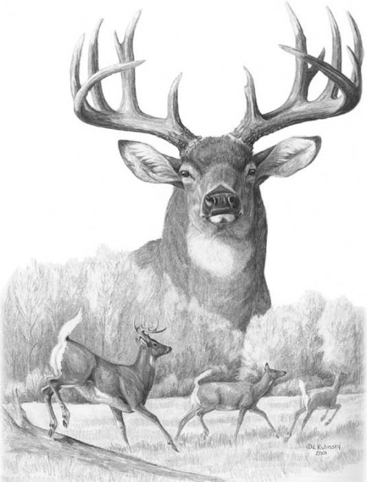 whitetail wallpaper. whitetail deer drawing