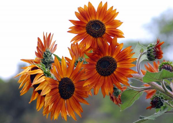 orange sunflowers