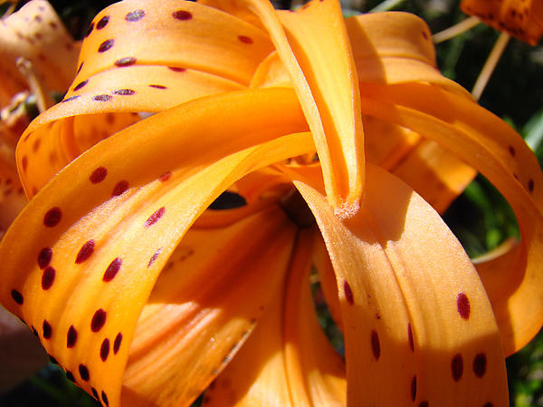 tiger lily flower meaning. lt; lilly tiger