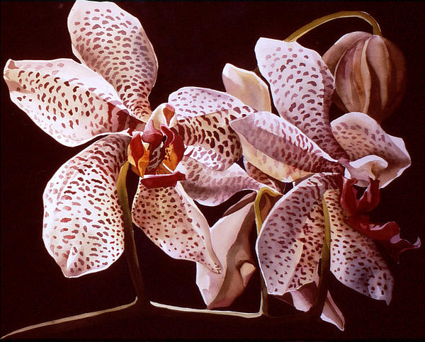Painted Orchids Painting  - Painted Orchids Fine Art Print