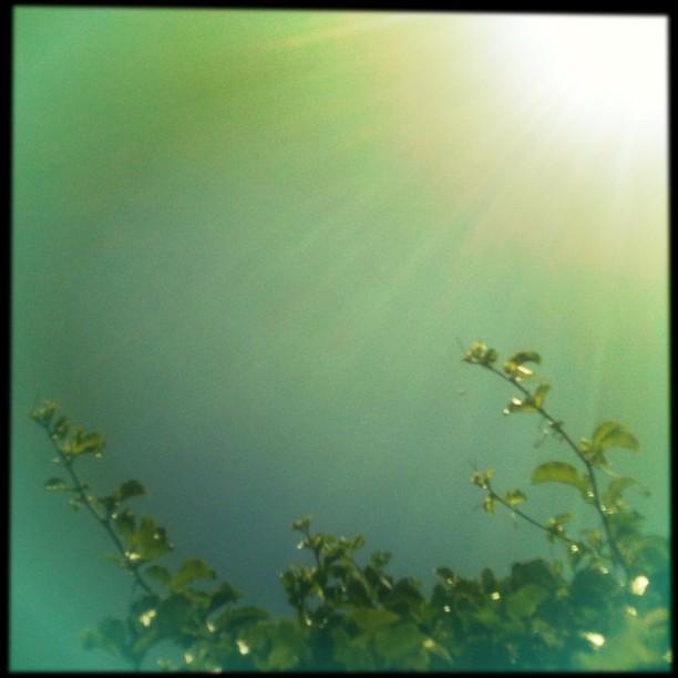 http://fineartamerica.com/images-medium/passion-fruit-vine-leaves-caressing-the-rivkah-white.jpg